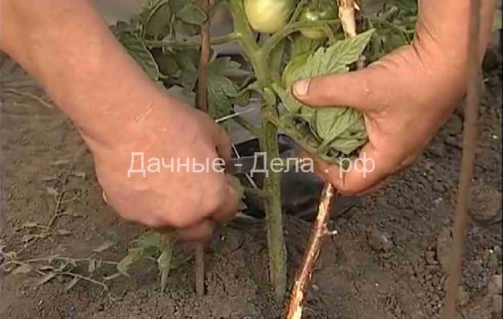 Ускорить созревание помидоров (томатов), приемы быстрого созревания