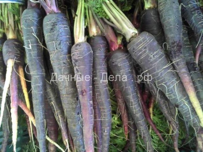 Черная морковь – описание овоща, правила выращивания, когда лучше сажать скорцонеру?