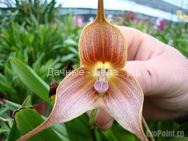 Популярные виды орхидей: описание, рекомендации по выбору сорта для выращивания
