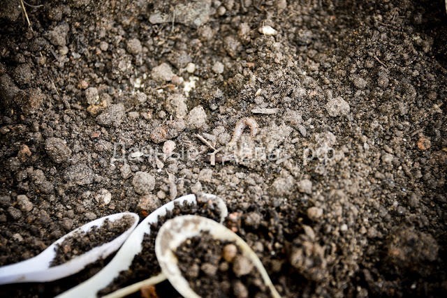 Качество и содержание почвы на даче: гранулометрический состав, содержание органики, как определить уровень кислотности, влажности, плотности