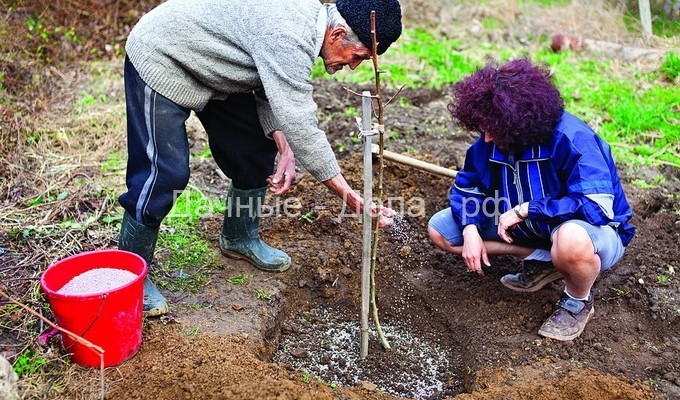Сроки посадки яблони: как подготовить яму и правильно посадить саженец с фото и видео