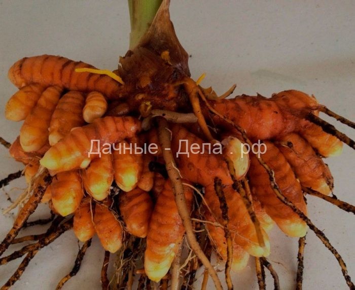 Куркума: выращивание в открытом грунте, полезные свойства
