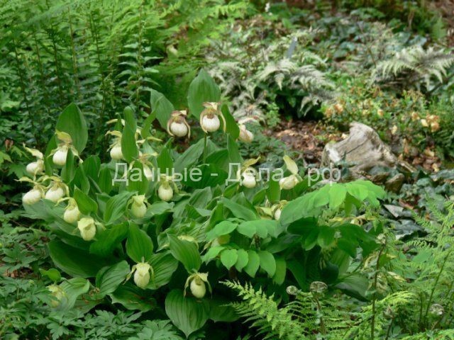Зимостойкие венерины башмачки &ndash; восхитительные орхидеи для вашего сада