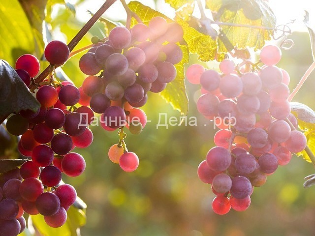 Эффективные способы сохранения черенков винограда
