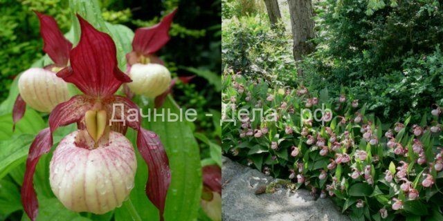 Зимостойкие венерины башмачки &ndash; восхитительные орхидеи для вашего сада