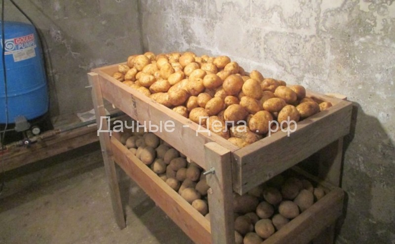 Голландская технология выращивания картофеля на личном участке