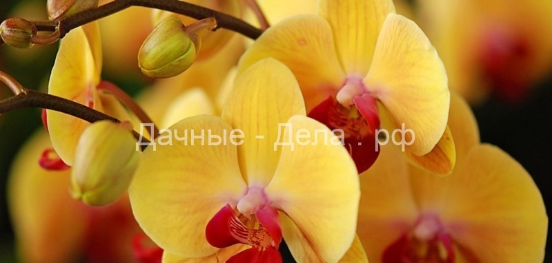 Янтарная кислота для орхидей — драгоценная подкормка для цветка