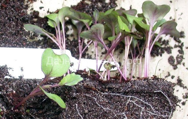 Выращивание арбузов – можно ли выращивать на балконе, возможные болезни и вредители