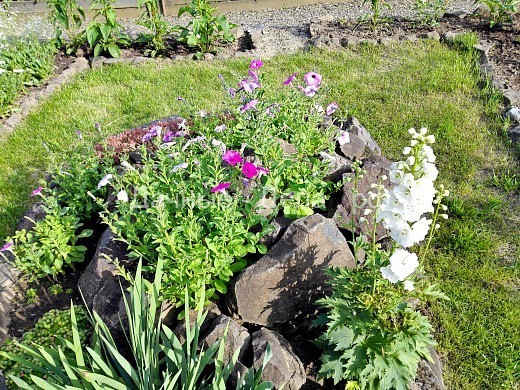 Севооборот растений на даче в огороде, чередование культур при выращивании