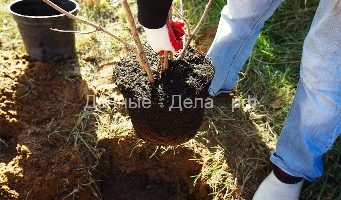 Сроки посадки яблони: как подготовить яму и правильно посадить саженец с фото и видео