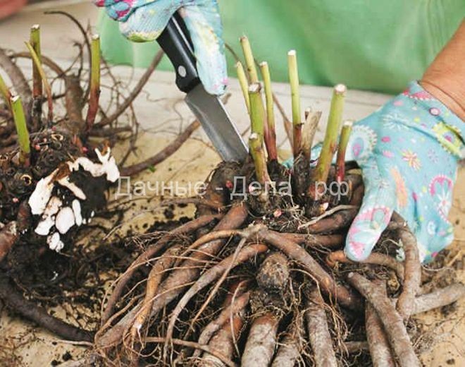 Пересадка пионов осенью на другое место – особенности проведения процедуры для древовидных и травянистых видов