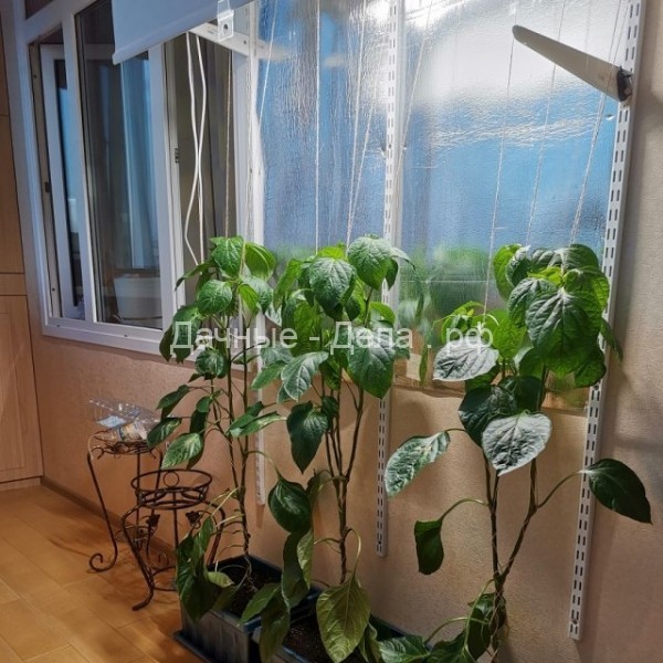 Забор из перца в московской квартире: городской фермер делится опытом