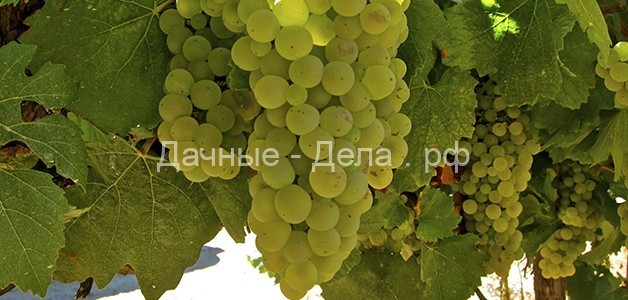Винные сорта винограда – описание популярных культиваров