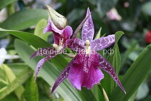 Популярные виды орхидей: описание, рекомендации по выбору сорта для выращивания