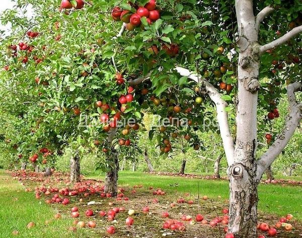 Сад начинается с яблони