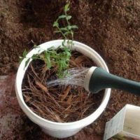 Котовник Фассена: описание растения, правила выращивания и ухода