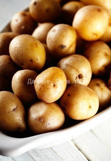 Голландская технология выращивания картофеля на личном участке