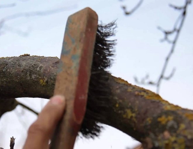 Как избавиться от мха и лишайников на плодовых деревьях