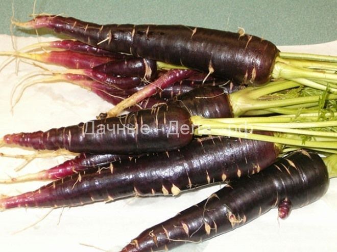 Черная морковь – описание овоща, правила выращивания, когда лучше сажать скорцонеру?
