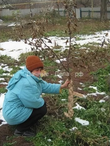 Как ухаживать за грушей осенью: правильная подготовка дерева к зиме
