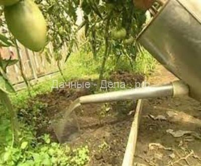 Правильный полив помидоров в теплице