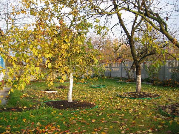 Подкормка яблонь осенью: чем лучше удобрить для хорошего урожая на следующий год