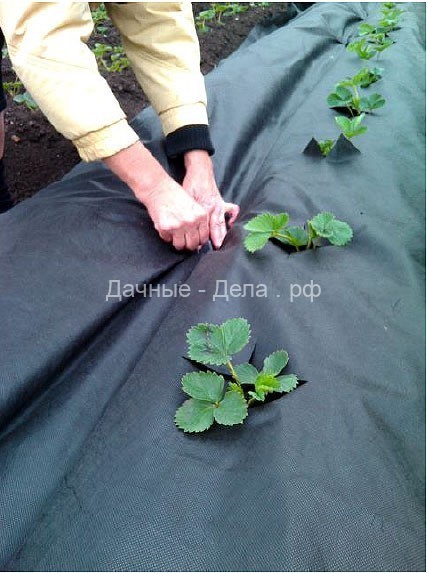 Опыт выращивания клубники от Татьяны Ивановой