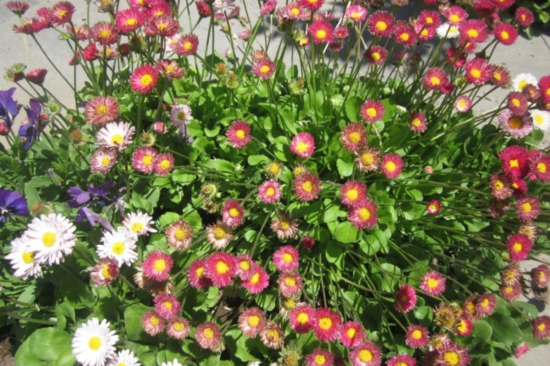 Цветочные культуры – какие цветы сеять на рассаду в феврале