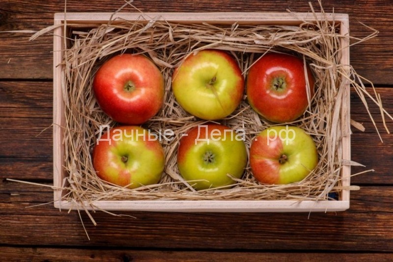 Как правильно сохранить яблоки в домашних условиях?