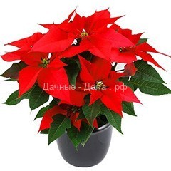 Пуансеттия или цветок Рождественская звезда