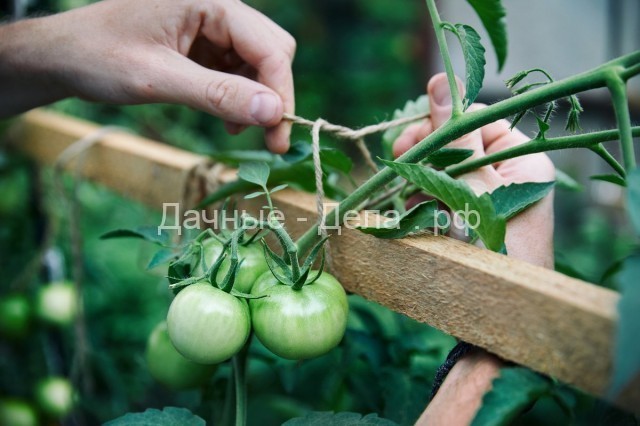 Как я выращиваю томаты на шпалере