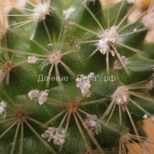 Нотокактус – растение, любимое многими цветоводами