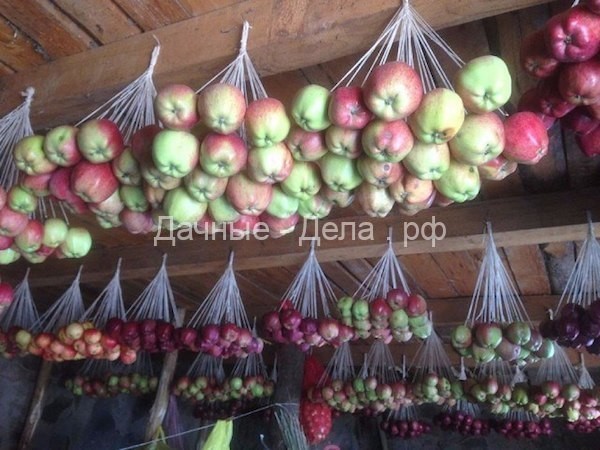 Яблоки на веревочках: как хранить и немного про сорта