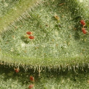 Нотокактус – растение, любимое многими цветоводами