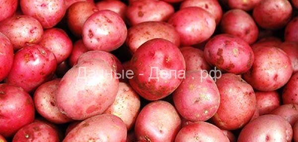 Красные сорта картофеля