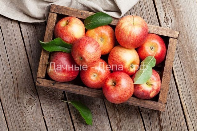 Яблоки – круглый год. Правила хранения плодов