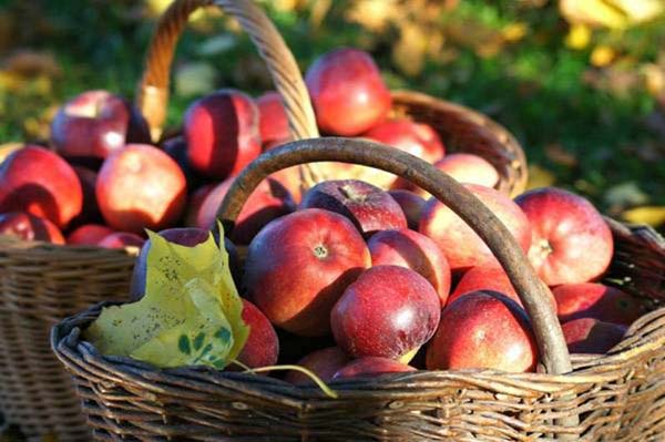 Подкормка яблонь осенью: чем лучше удобрить для хорошего урожая на следующий год