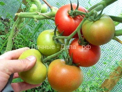 Когда снимать помидоры в теплице, нужно ли собирать зелёные помидоры