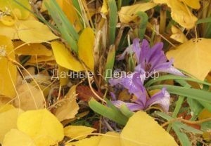 Как ухаживать за ирисами после цветения: удаление цветоносов, обрезка осенью, подготовка к зиме