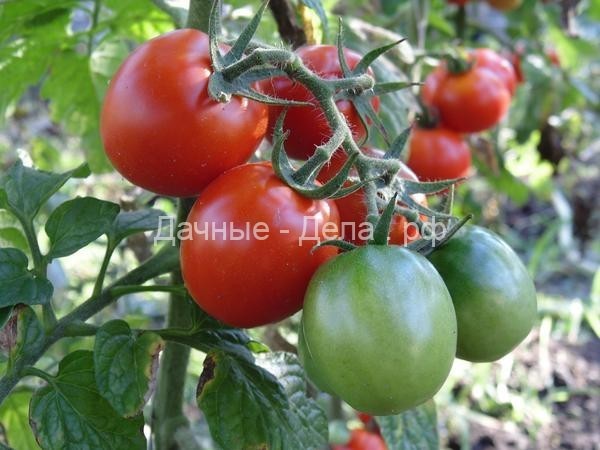 Самые ранние сорта томатов