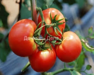 Правильный полив помидоров в теплице
