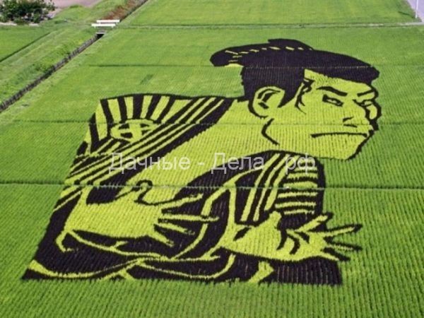 Японские фермеры выращивают особые сорта риса для создания красочных рисунков на полях