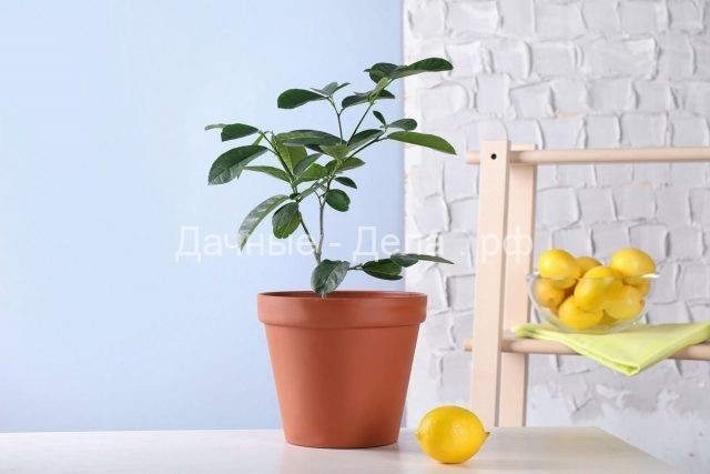 Почему не растёт лимон