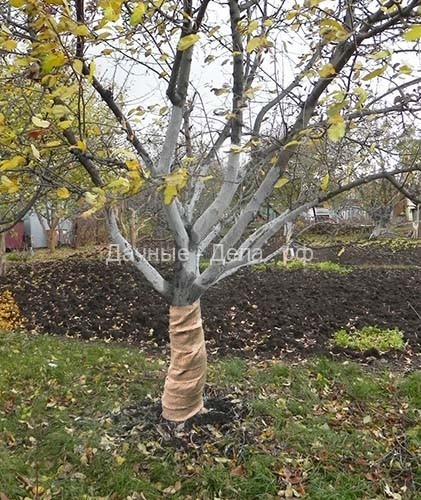 Как ухаживать за грушей осенью: правильная подготовка дерева к зиме