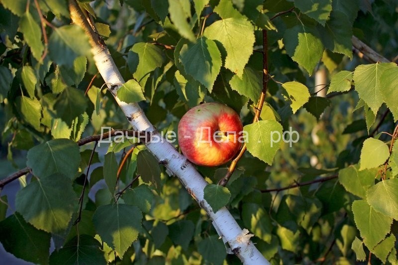 Попытка привить яблоню на неплодовые виды растений