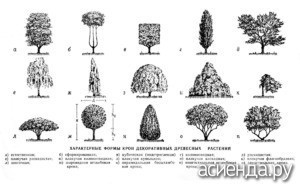Обрезка декоративных деревьев