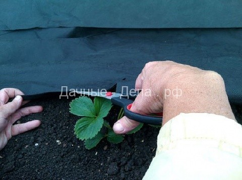 Опыт выращивания клубники от Татьяны Ивановой