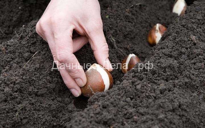Когда сажать луковицы тюльпанов и как это сделать правильно?