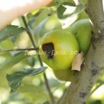 Почему гниют яблоки и груши при хранении