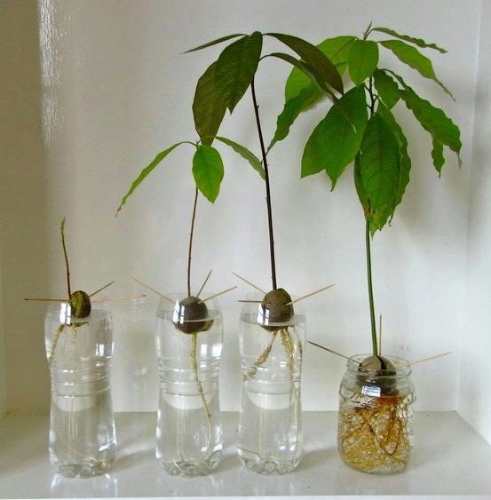 Авокадо – уход за растением, выращенным из косточки дома